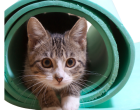 cat in mat